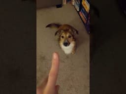 Find Me! Games with a service dog