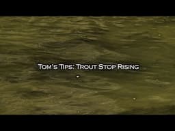 What to do When Fish Stop Rising