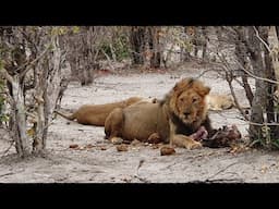 Endless Safari. Botswana, Okavango Delta, Chobe National Park