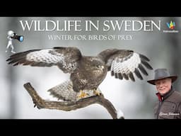 WILDLIFE - Winter in Sweden: Snowstorms & Majestic Birds of Prey in the Wild North.