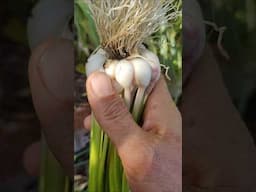 Ajos 🧄 raros 👾 #huerto #jardin #huerta #plantas #garden #huertos #agricultura