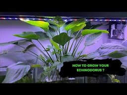How to grow your Echinodorus Amazon Sword Plant into a Monster?!!