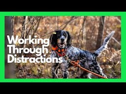 How Do You Handle Gun Dog Training Distractions?