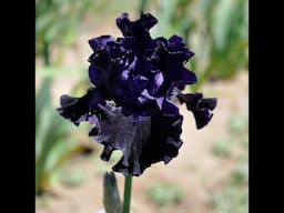 Talking perennials, with Claire Austin