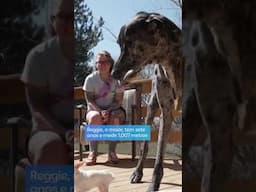 O en(cão)ntro entre o maior e o menor cão do mundo