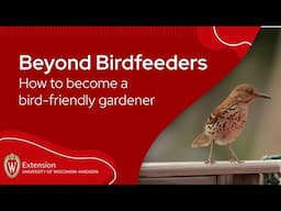 Beyond Birdfeeders: How to be a bird-friendly gardener