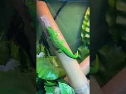 Watch This Lizard Shed Its Skin!