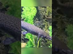 Visitando un hermoso #acuario en #houstontx 🐟