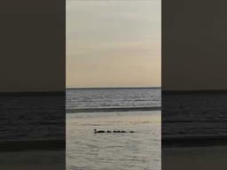 I'm enjoying the one warm weekend we probably will get here in Estonia. Videos back soon! #ducks