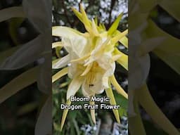 A rare bloom unfolds in the dark—pure floral magic! #nature