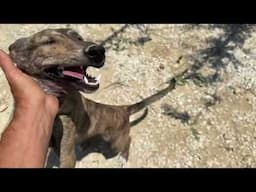 Octavia's Puppies Have Grown so Much and Need Homes! - Takis Shelter