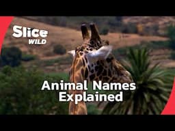 How Animals Got Their Names and What They Really Mean | SLICE WILD | FULL DOC