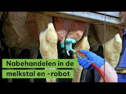 Nabehandelen in de melkstal en -robot