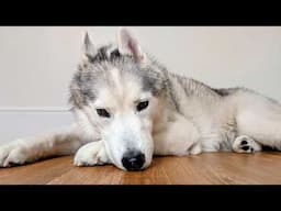 Taking My Dog To the Vet During a Power Outage!