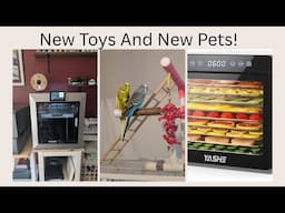 New Toys And New Pets