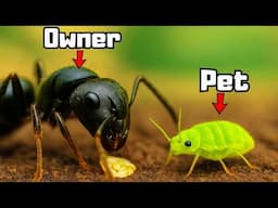 I Gave My Ants Their Own Pet ...(yes, really)
