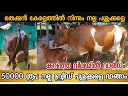 50000 രൂപ മുതൽ നല്ല ബ്രീഡ് പശുക്കളെ ഇനി കൊല്ലം പുനലൂരിൽ നിന്ന് വാങ്ങാം|Dairy farming malayalam|#cow