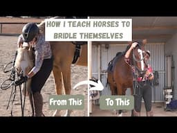 Watch This Horse Put His Own Bridle On PERFECTLY!