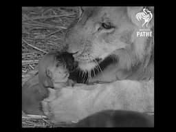 Lion Loves Puppies #interesting #cute #animals #dogs #cat #lion #puppy #vintage #pets