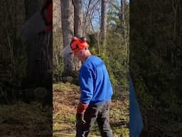Quick Tips on Felling a Small Pine Tree. #diy #tree #treecutting