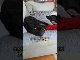 Heartbroken Cane Corso 💔 #canecorso #shorts #dog #crime