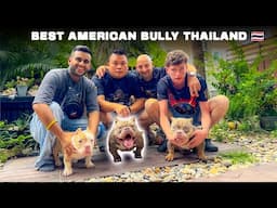 Best Exotic American Bully Farm in Thailand 🇹🇭😱