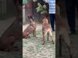 Belgian Malinois @UnleashD