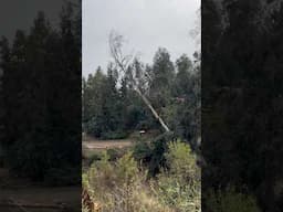 Cómo NO talar un árbol