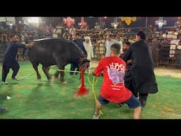 Buffalo Bull out of control in Heavyweight Bulls Show Qurbani 2025  Bakra Mandia 2025 Cow mandi 2025