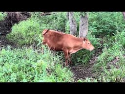 Greg turns heifers into wooded draws for a nice green tree leaves treat.