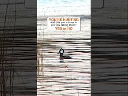 Beauty Hooded Mergansers, you taking or passing? #waterfowl #duck #hunting