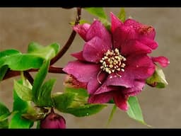 Episode 204 The Gift of the Forest- Featured Flower Helebores