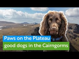 How you and your dog can help protect nesting birds in the Cairngorms
