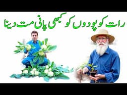 Never water plants at night | Kitchen Gardening