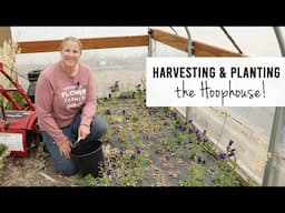 Harvesting & Replanting in the Hoophouse : Sunshine and Flora