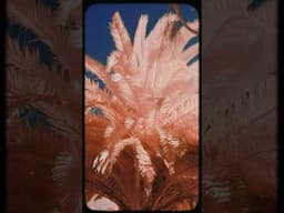 A trip with my Infrared camera