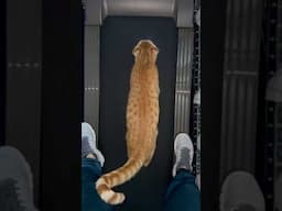 Cute Kitty Goes For A Run On Treadmill