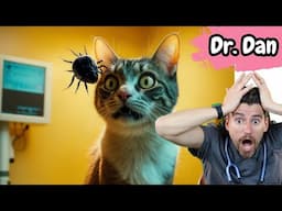 How to diagnose and treat ear MITES in the CAT.