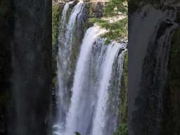 Water falls New Zealand 🇳🇿 Whangarei Falls #waterfall #newzealand