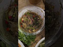 "Eating Live "Dancing Shrimp" (Goong Ten, กุ้งเต้น)