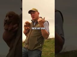 If Your Dog Pulls, It's YOUR Fault
