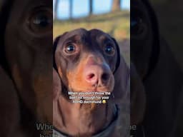 When you don’t throw the ball fast enough for your dachshund 😂