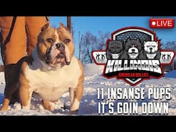 BIG THINGS GOIN DOWN AT THE KAMP!!!!! KILLINOIS KENNELS LIVE AMERICAN BULLY TALK!!!!!!!