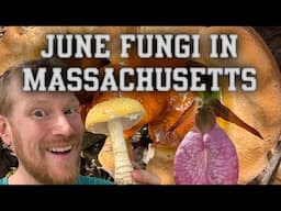 Fungi of Massachusetts in Early June