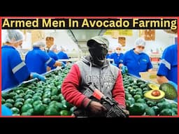 Avocado Farming: The Untold Story Behind the Superfood Craze