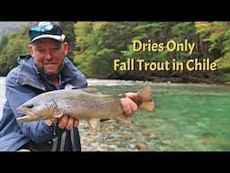 Fall Dry Flies in Chile