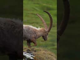 IBEX: The Wild Goat