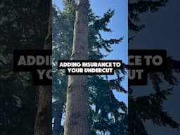 #treeremoval #treecutting #chainsaw #logger #husqvarna #treefelling