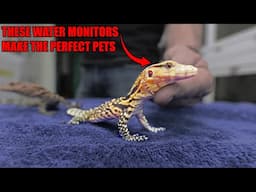 We Made The Perfect Asian Water Monitor! (For You)