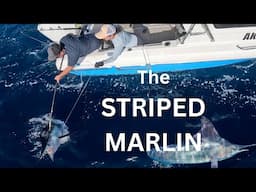 The Striped Marlin
